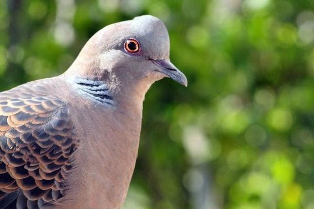 Vogel des Jahres 2020: Die Turteltaube