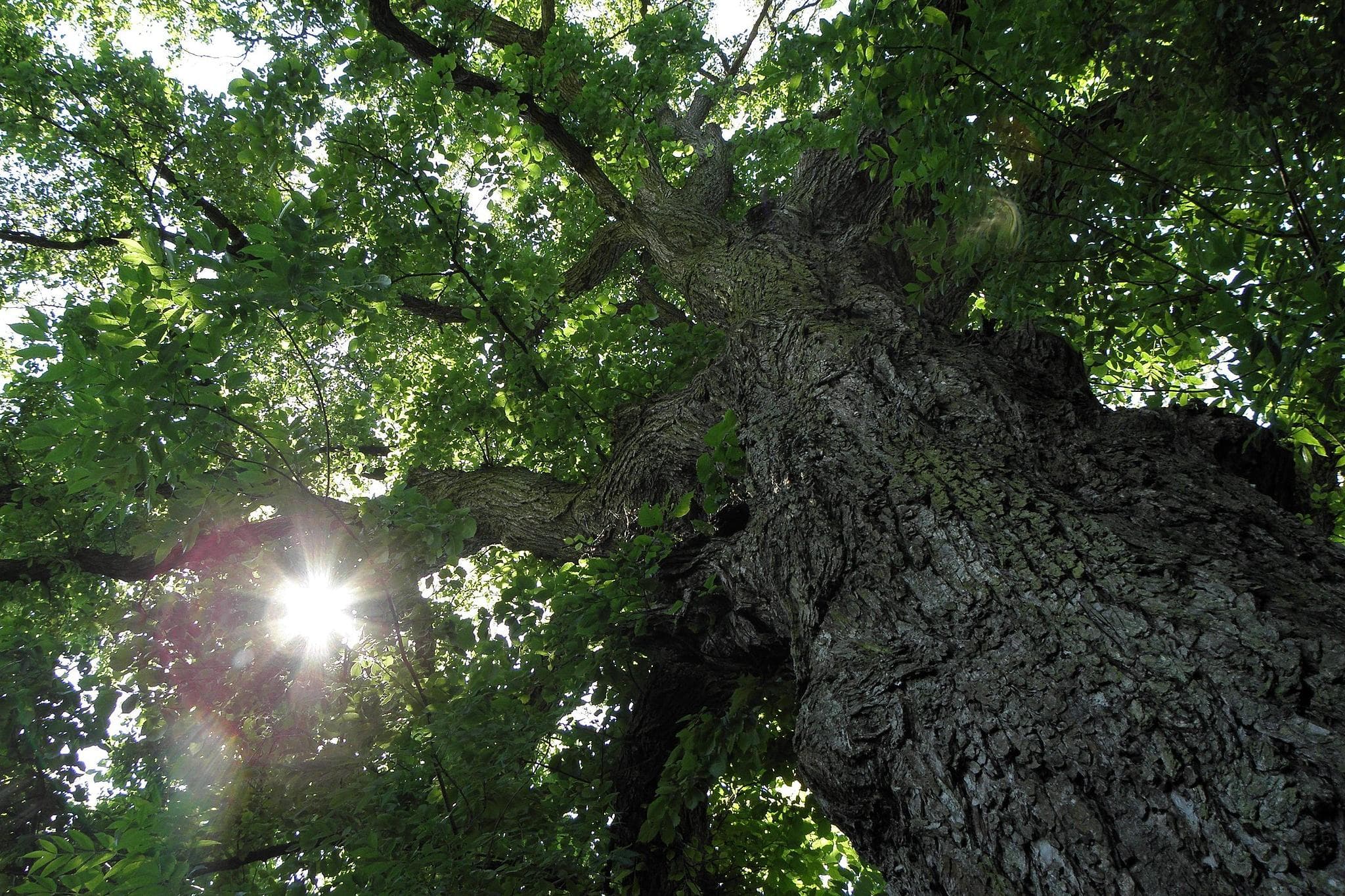 Flatterulme: Baum des Jahres 2019