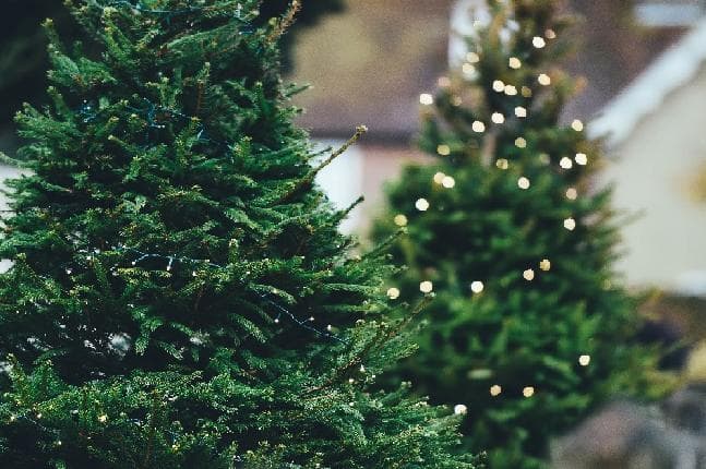 Oh Tannenbaum, wo kommst du her?