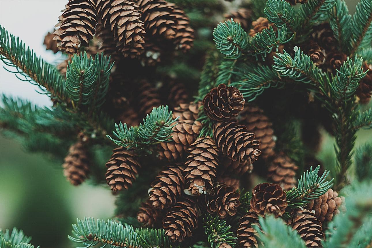 (Ök)o-Tannenbaum