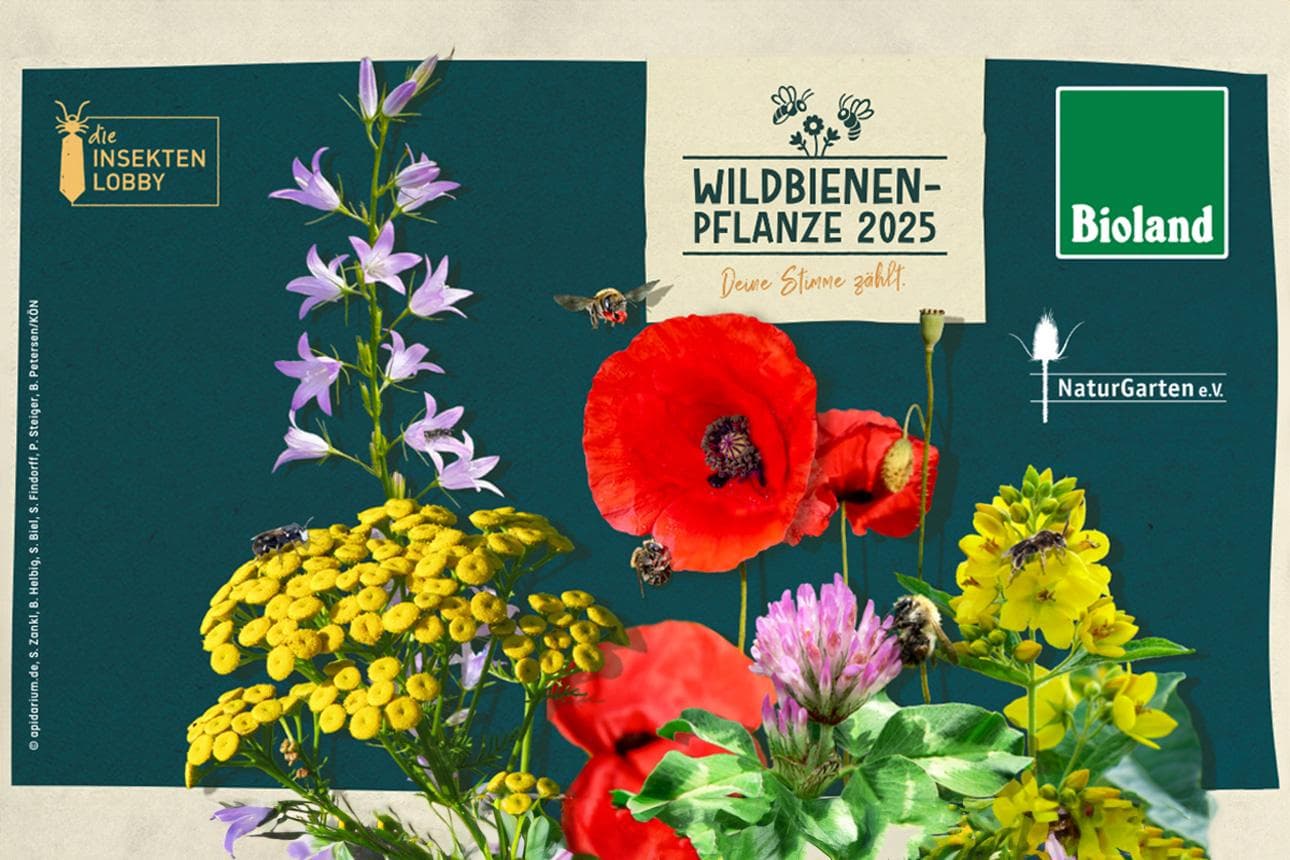 Über Bienenpflanze des Jahres abstimmen und gewinnen
