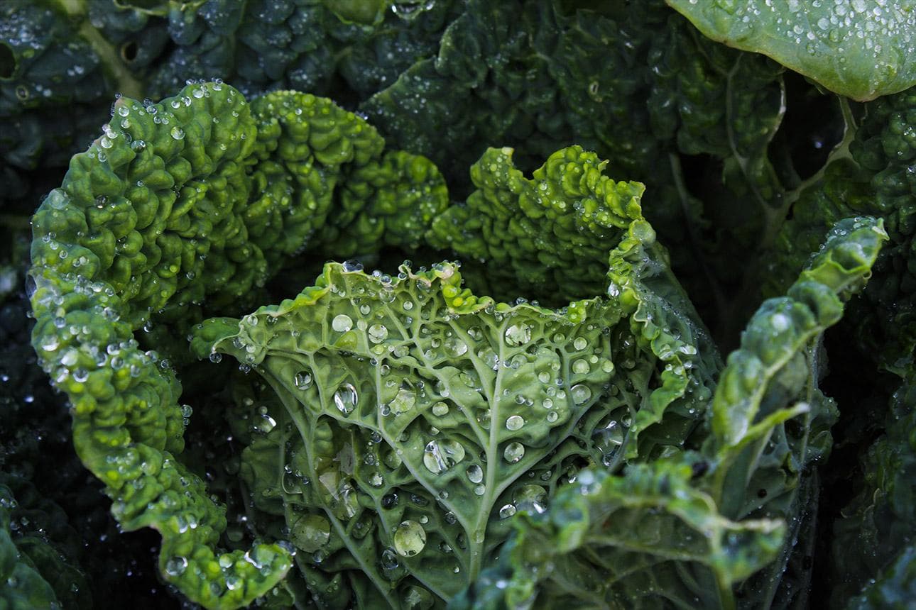 Grüner essen mit Wirsing