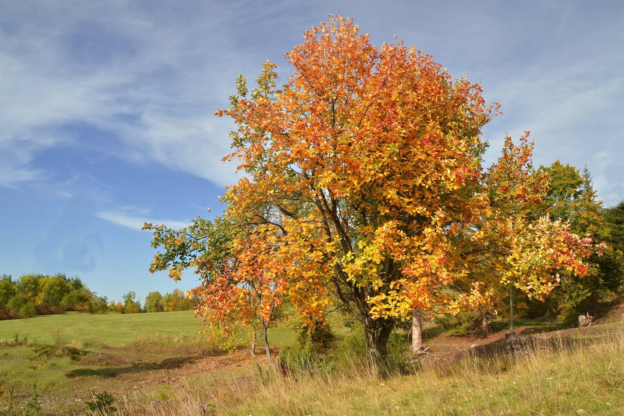 Baum des Jahres: Echte Mehlbeere