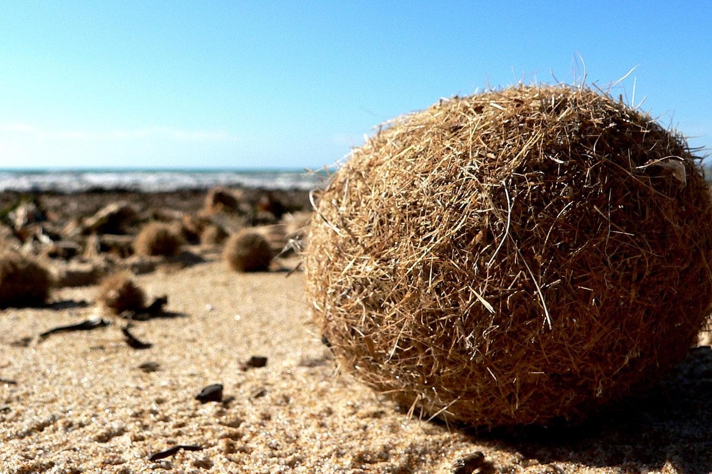 Dämmstoff aus dem Meer