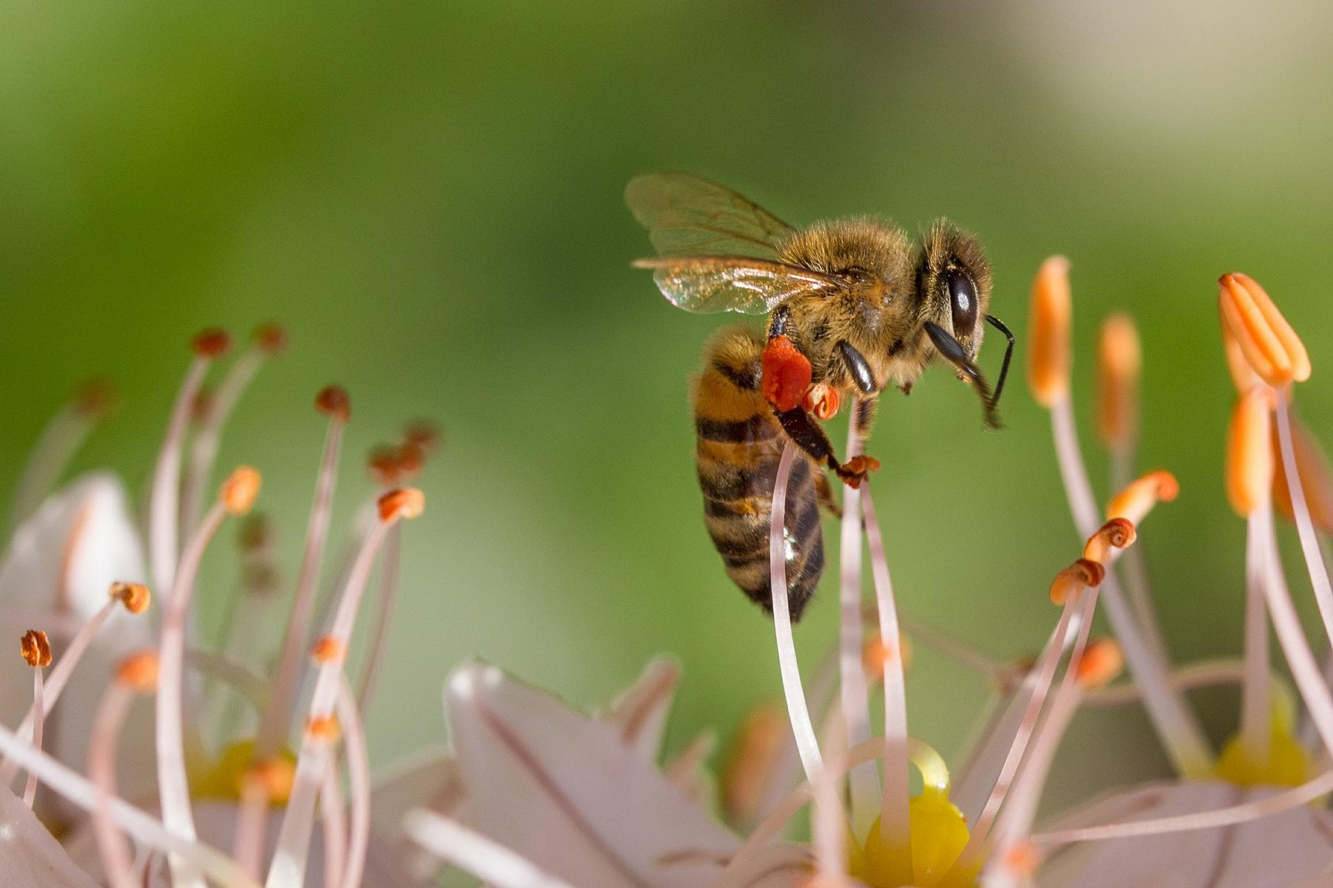 Save bees and farmers - Bürgerinitiative startet im Oktober