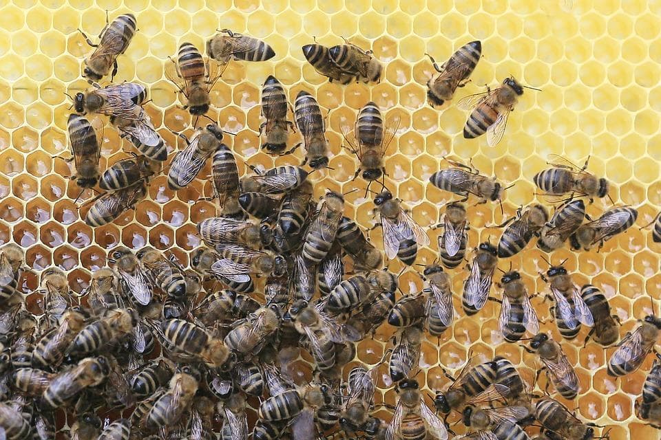 1. Weltbienentag am 20. Mai