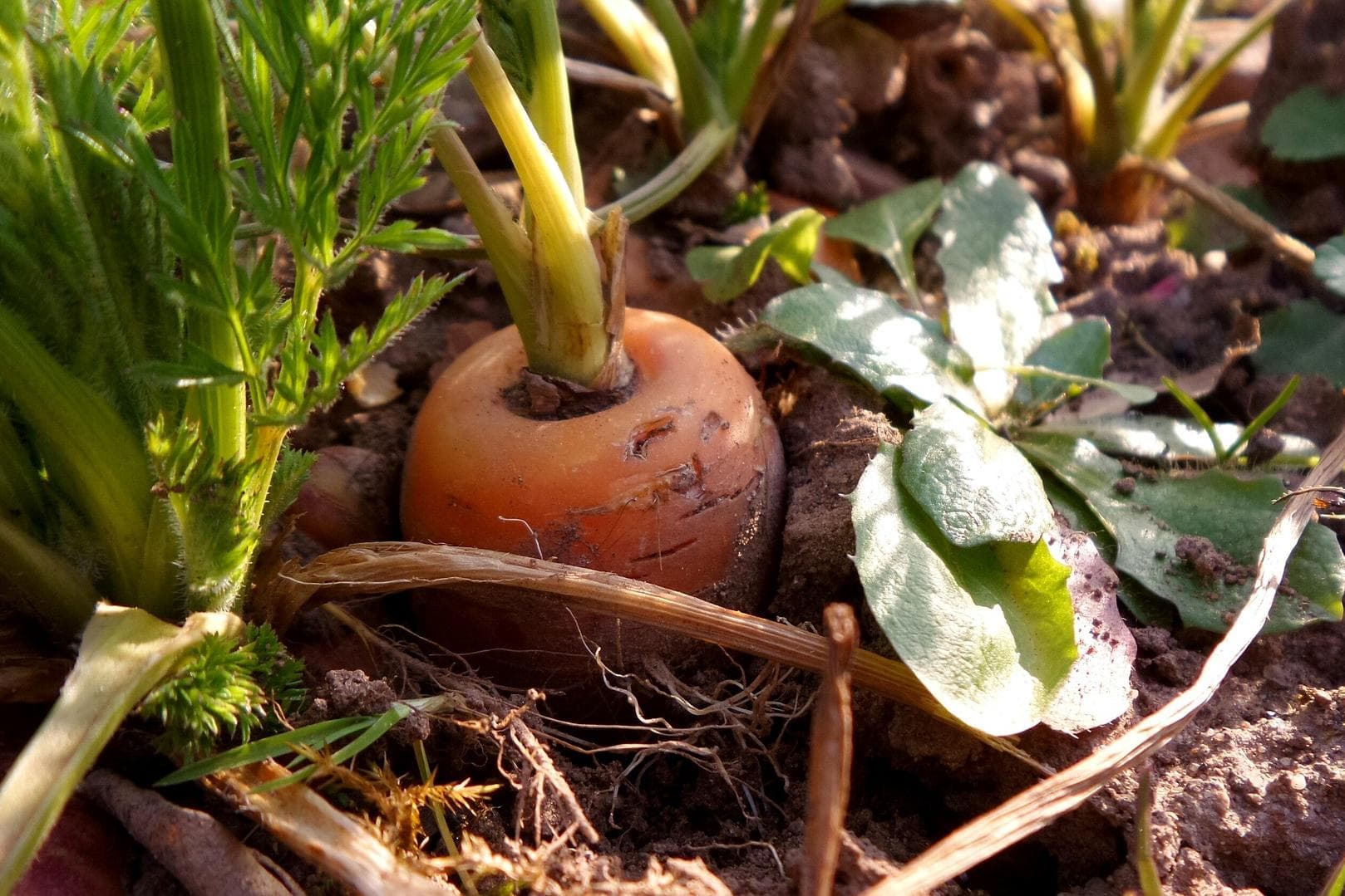 Gartensaison planen: Bio-Saatgut bestellen