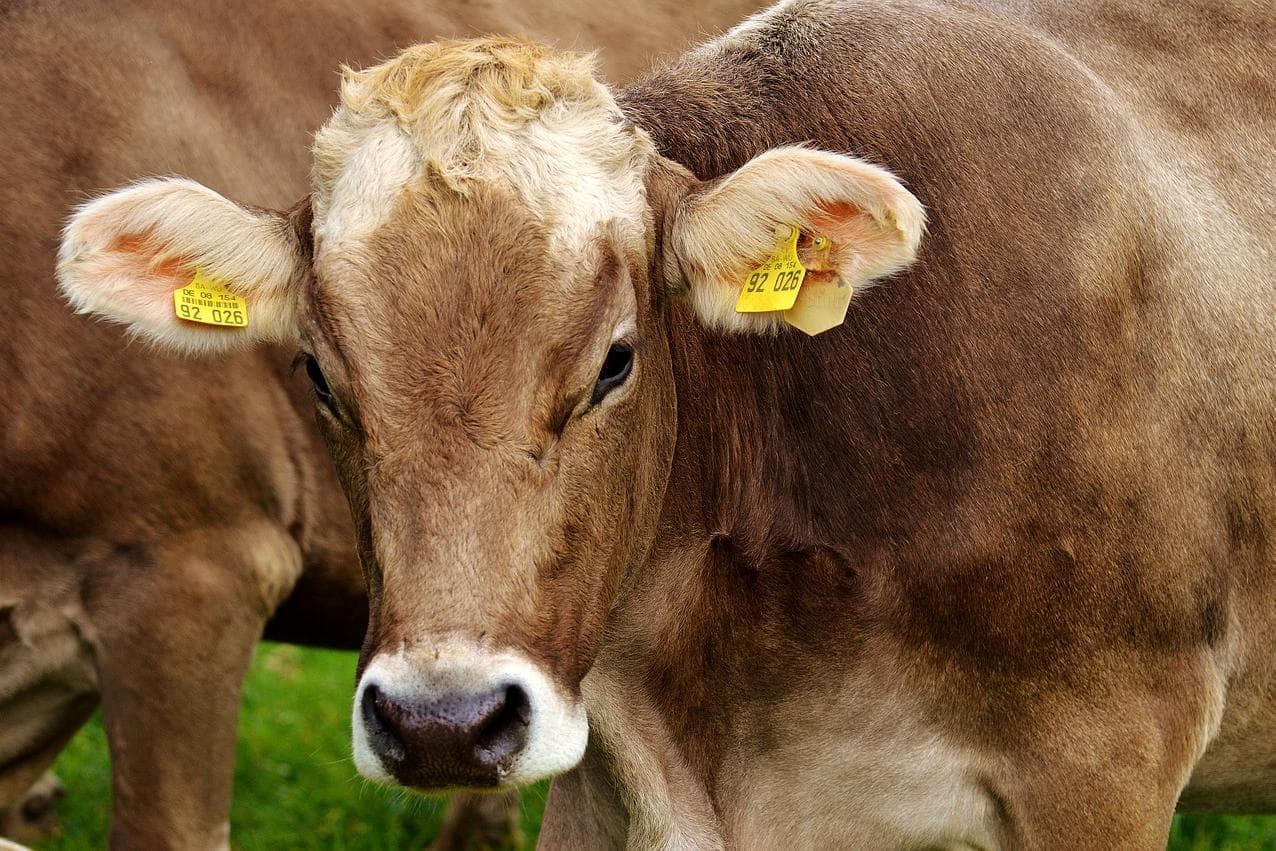Aldi will tierische Zutaten in Knabbergebäck kennzeichnen