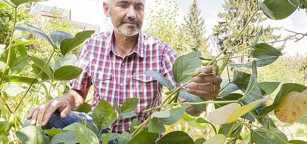 Soja-Gärtner gesucht