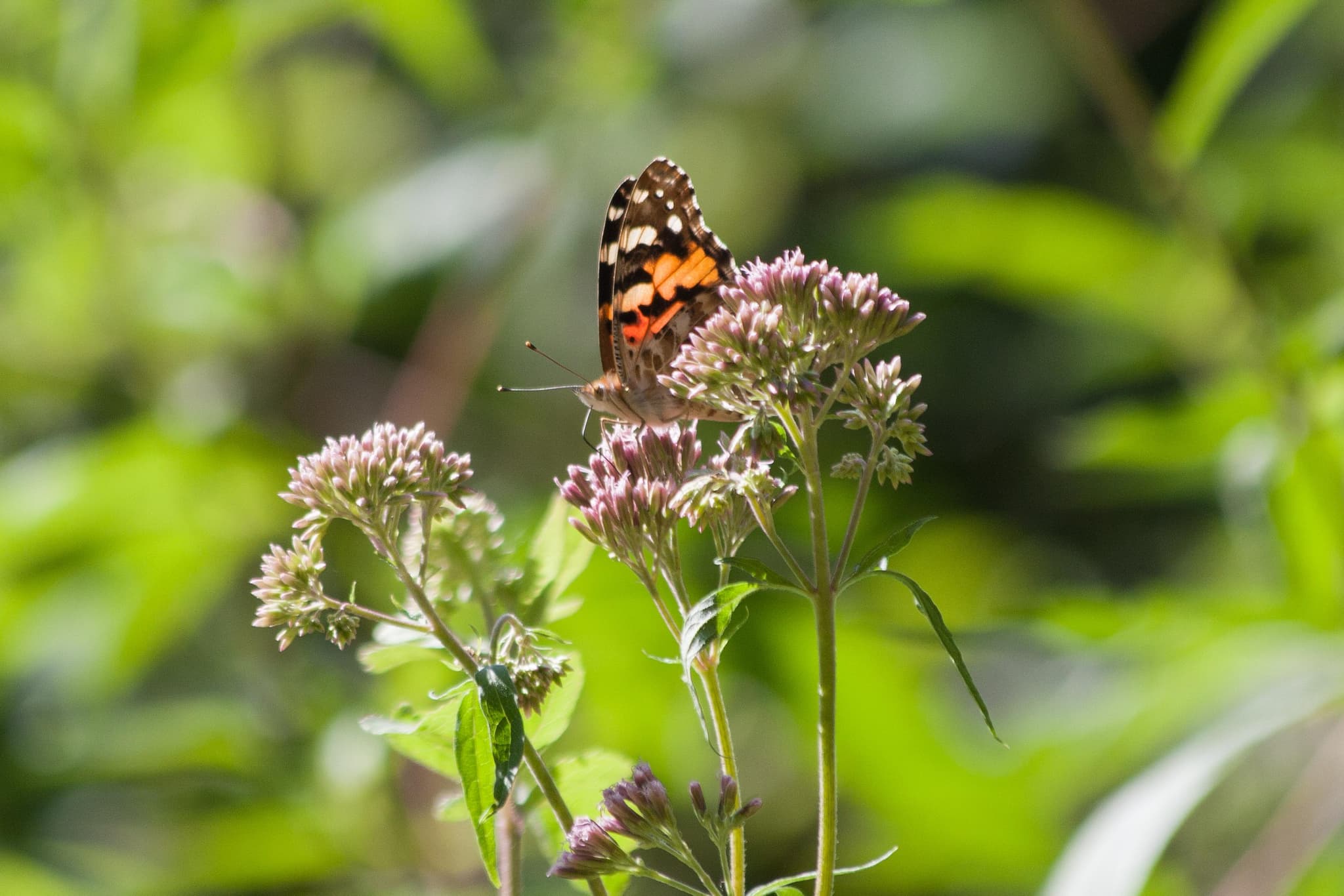 Insekten zählen: Wo summt und brummt es in Deutschland?