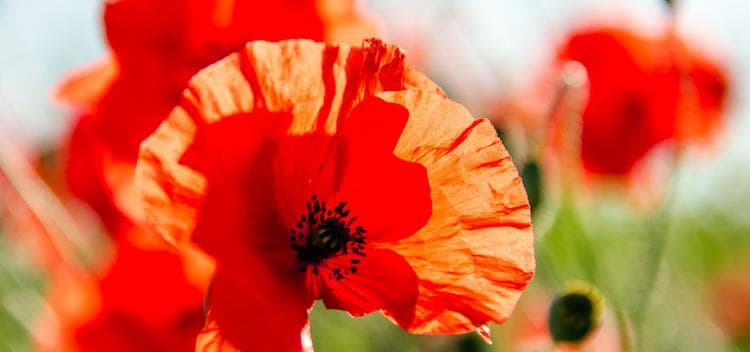Klatschmohn Blume des Jahres