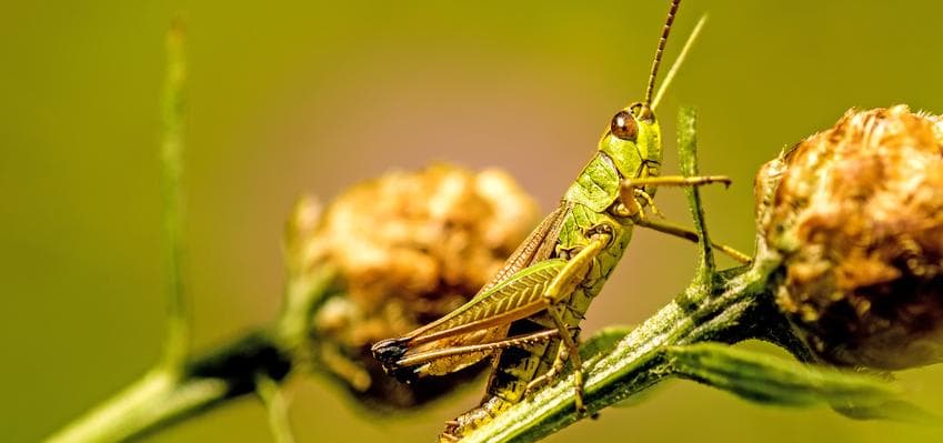 Insekten verschwinden