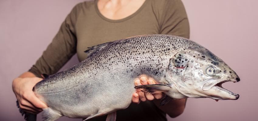 Amerikaner essen bald „Frankenfish“