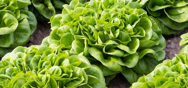 Salat im Winter