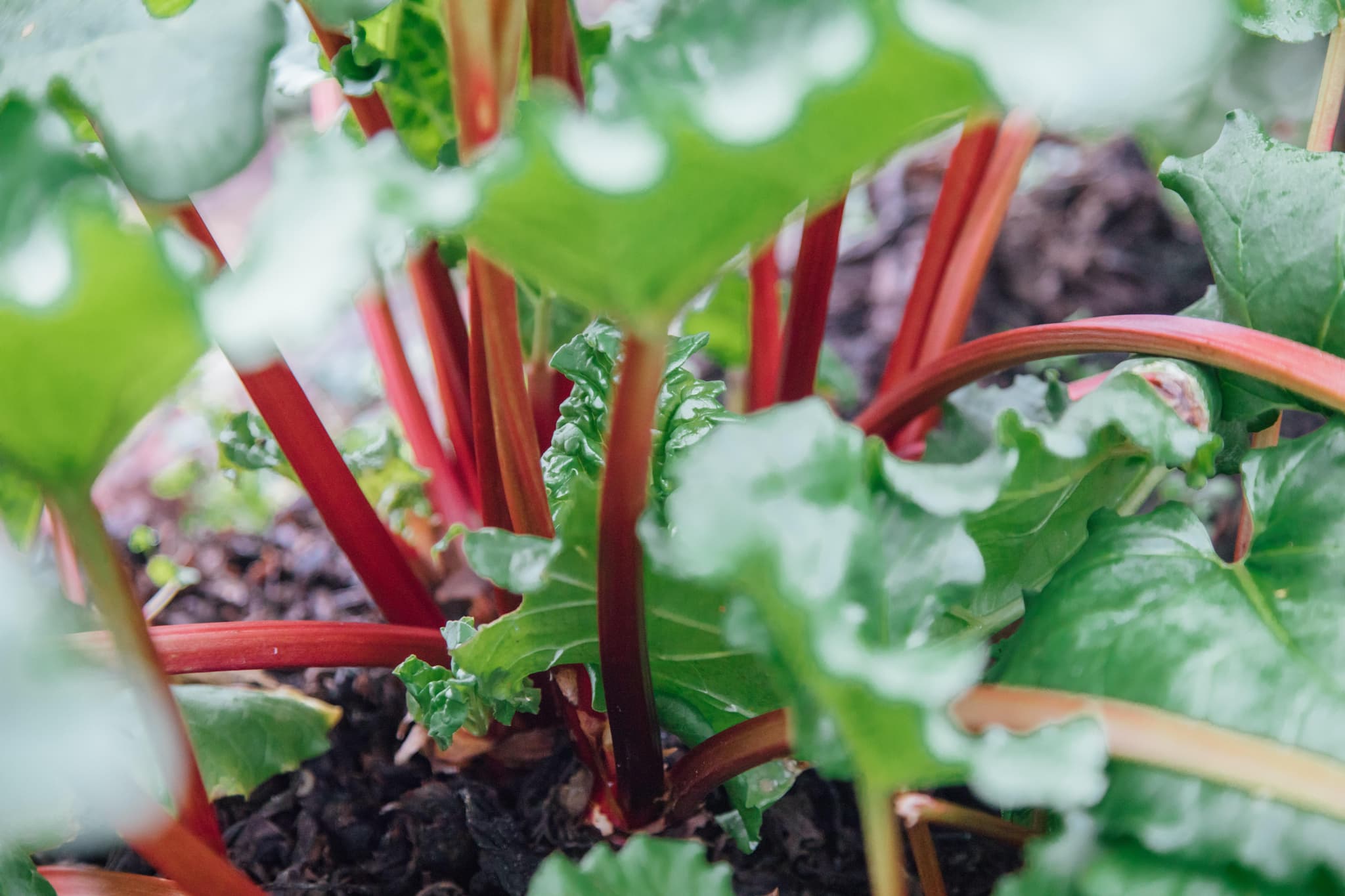 Es geht los: Rhabarber aus dem Garten
