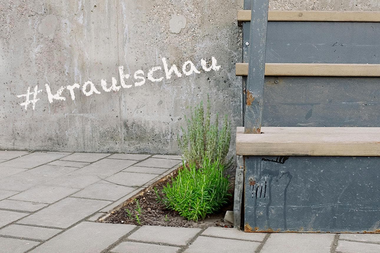 Grüne Helden zwischen Pflasterfugen und Mauerritzen