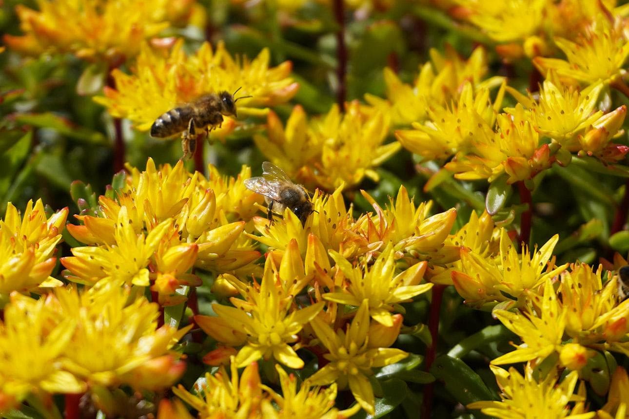 Bushaltestellen für Bienen