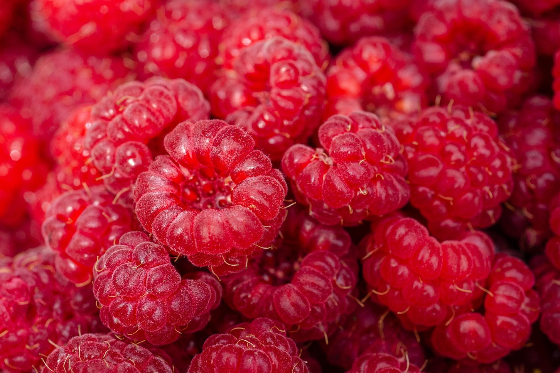 Himbeeren - himmlisch aromatisch