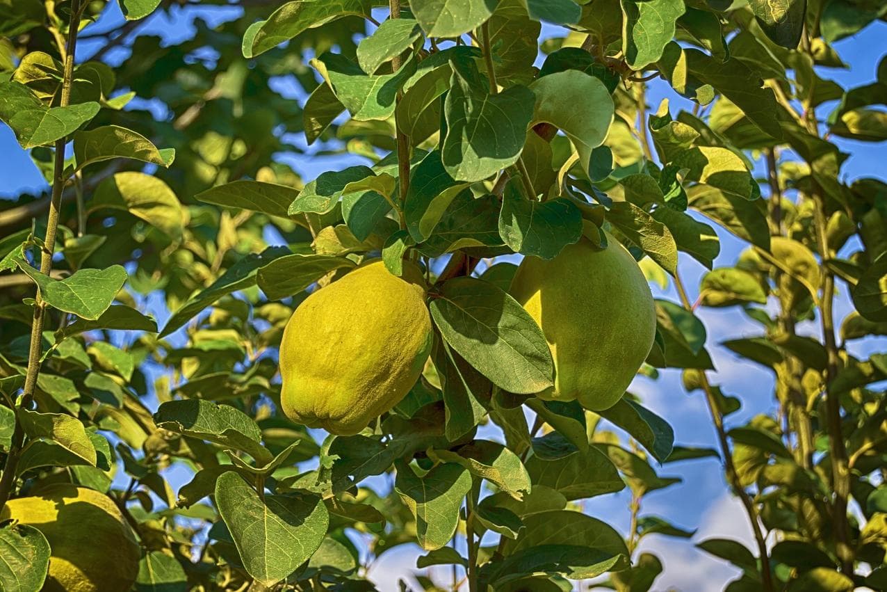 Hart aber lecker: Quitte