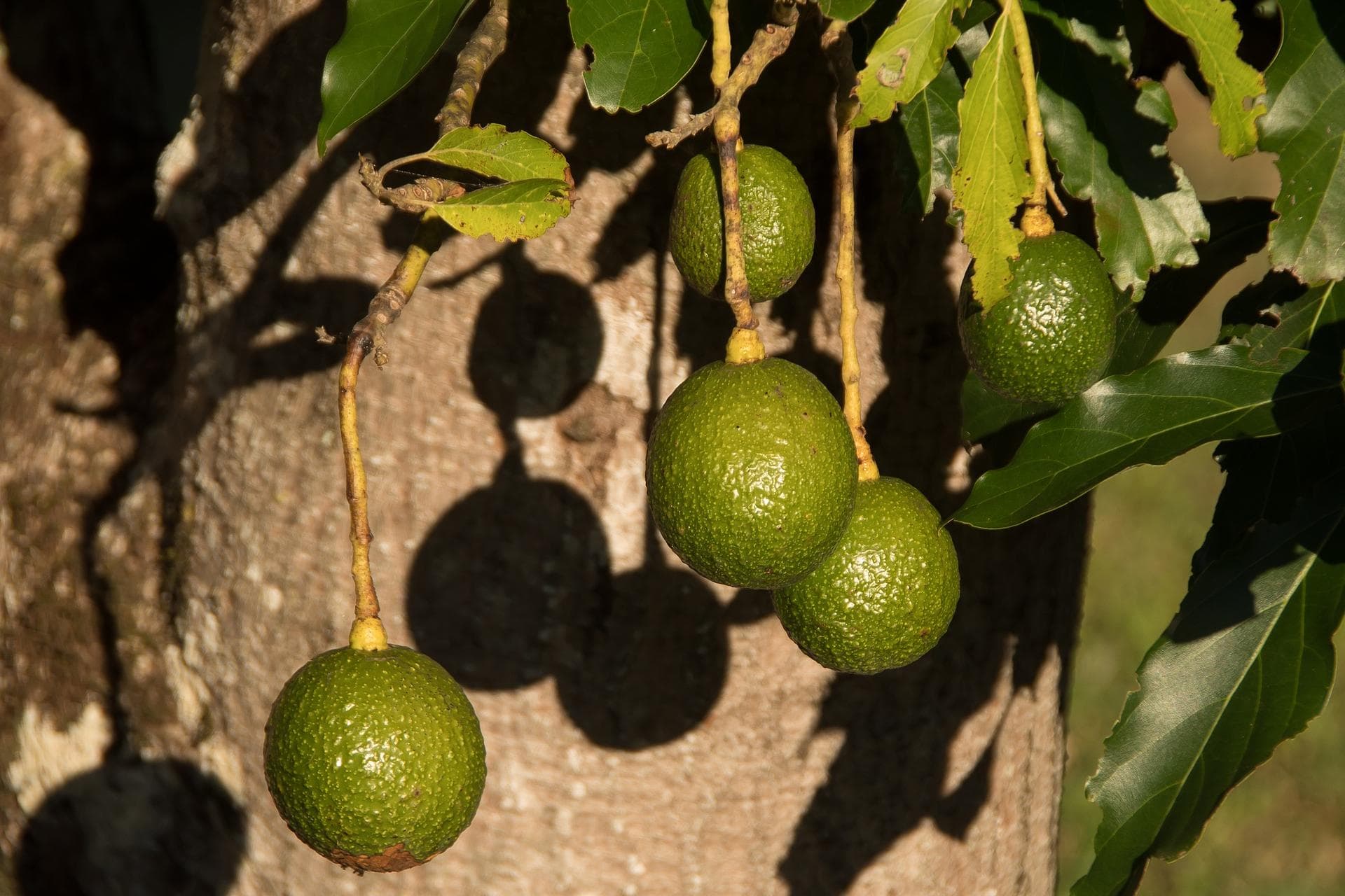 Bio-Avocados sparen Wasser