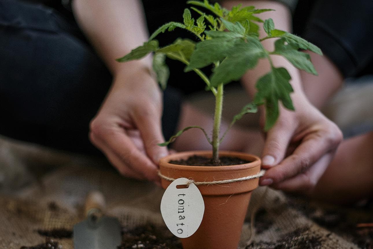Tomaten zum Ausleihen