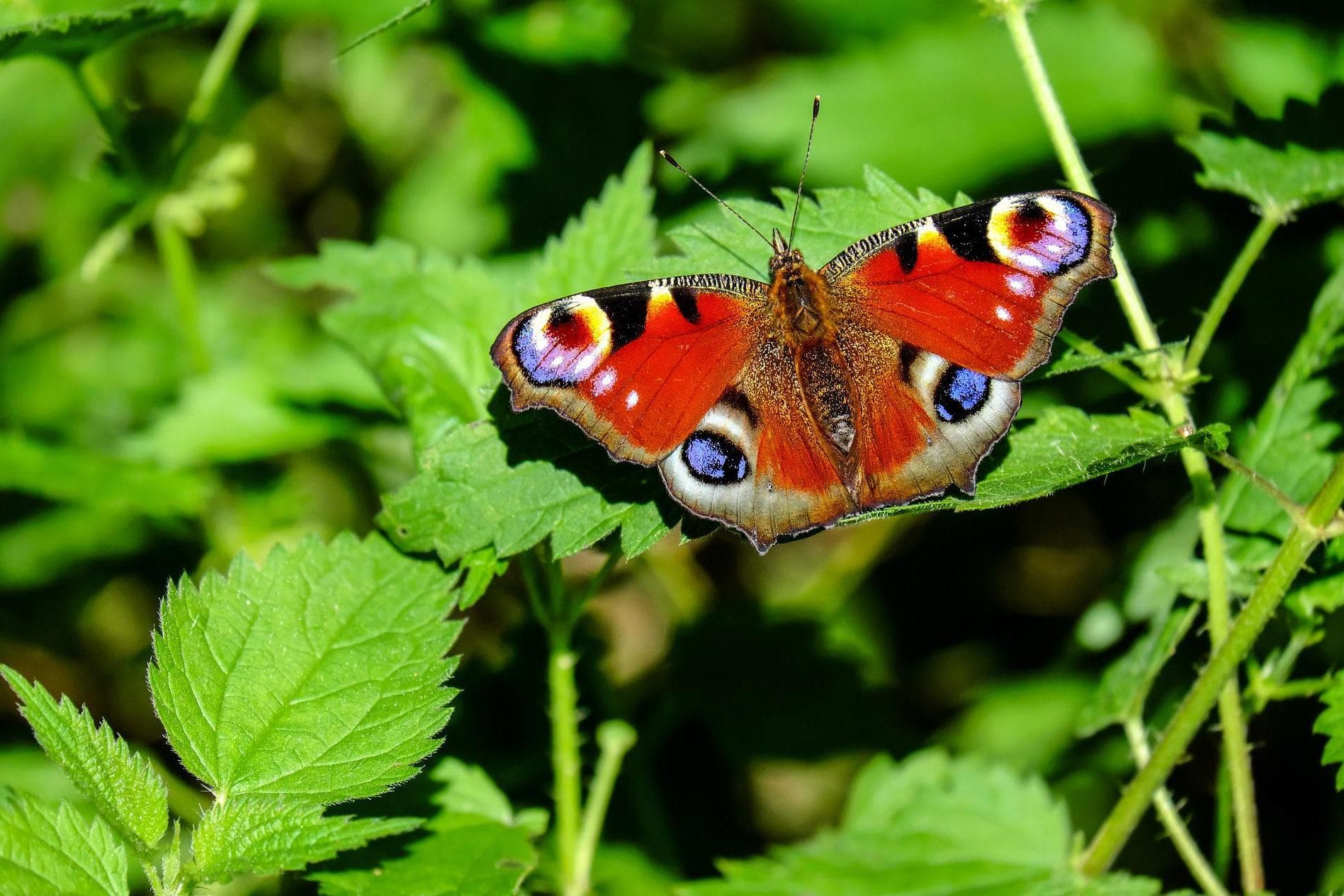Schmetterlinge zählen und am besten erstmal nichts tun