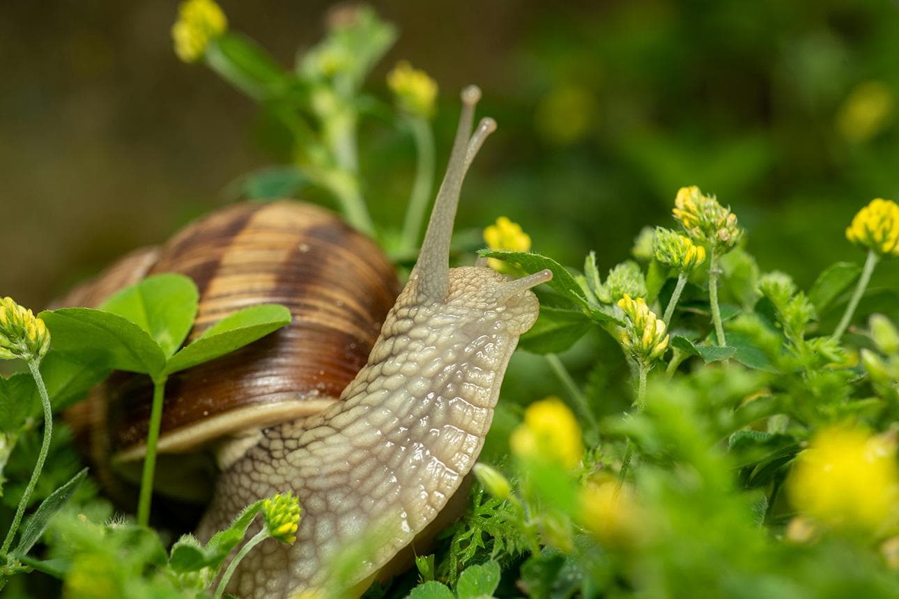 Nicht jede Schnecke ist ein Schädling