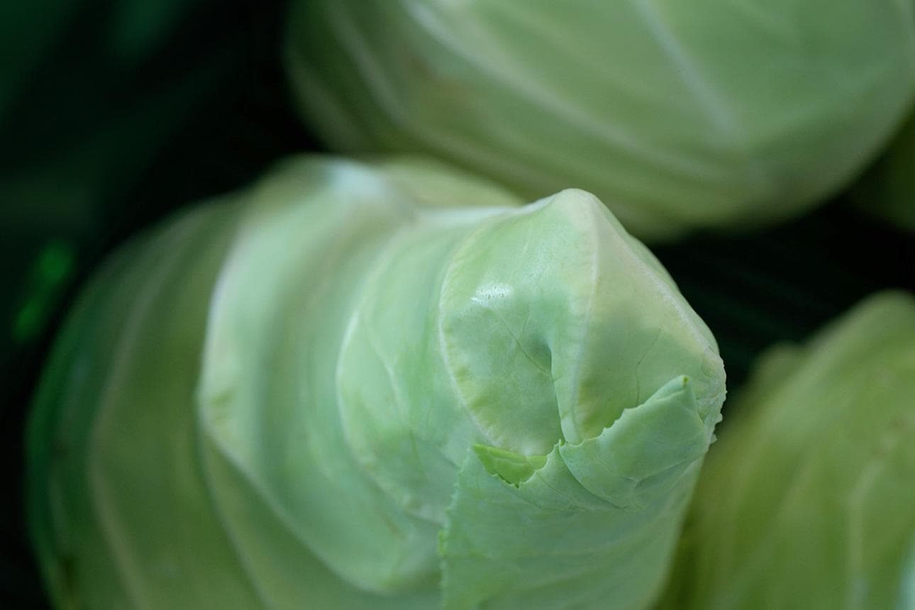 Spitzkohl – ein ganz eigener Kopf