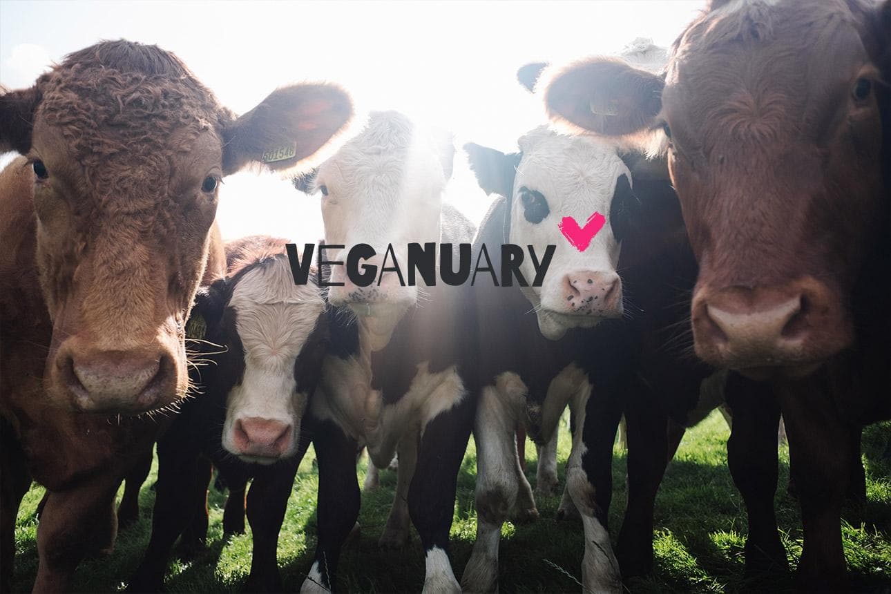 Vegan im Januar
