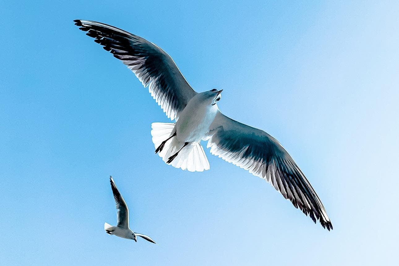 Filmtipp Vogelperspektiven