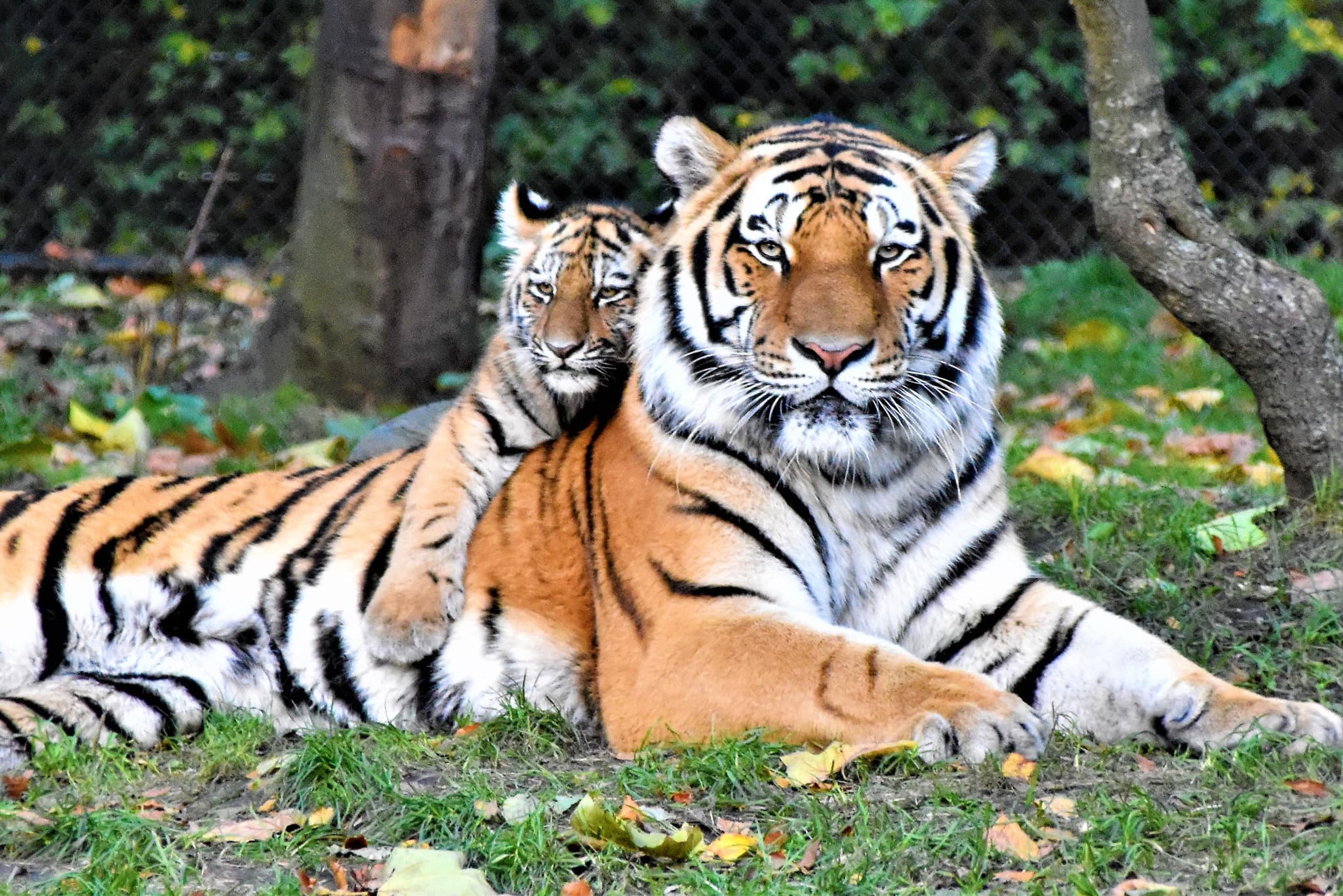 Teetrinken für den Tiger