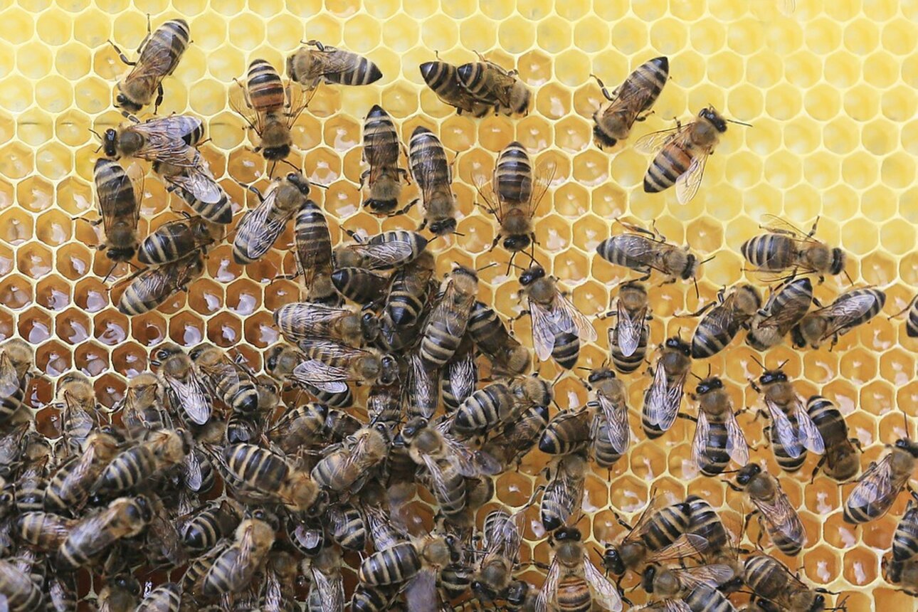 Fleißige Bienchen auf einer Honigwabe. Quelle: pixabay.com