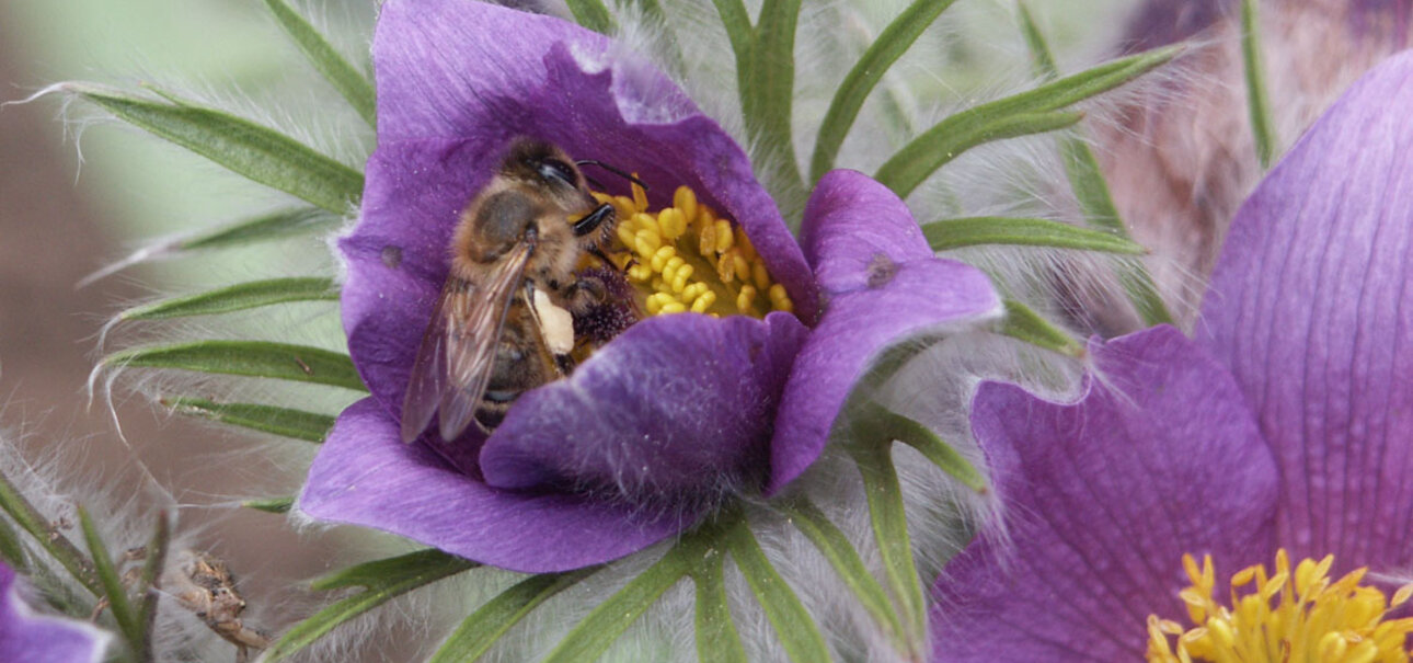 Für diese Biene ist der Tisch reich gedeckt. Quelle: Mellifera e.V.