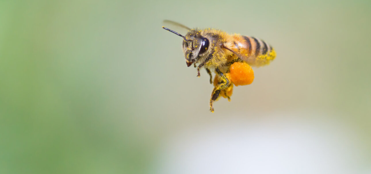 Schwer mit Pollen beladen, geht es zurück zum Bienenstock. Leider ist der Tisch für die Bienen auf Land oftmals nicht so reich gedeckt. Copyrigt sumikophoto - stock.adobe.com