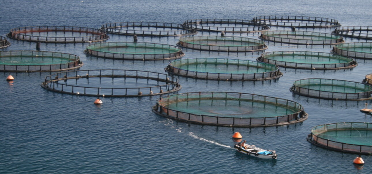 Weil viele Fische in ihrem Bestand bedroht sind, entstehen immer mehr Aquakulturen.