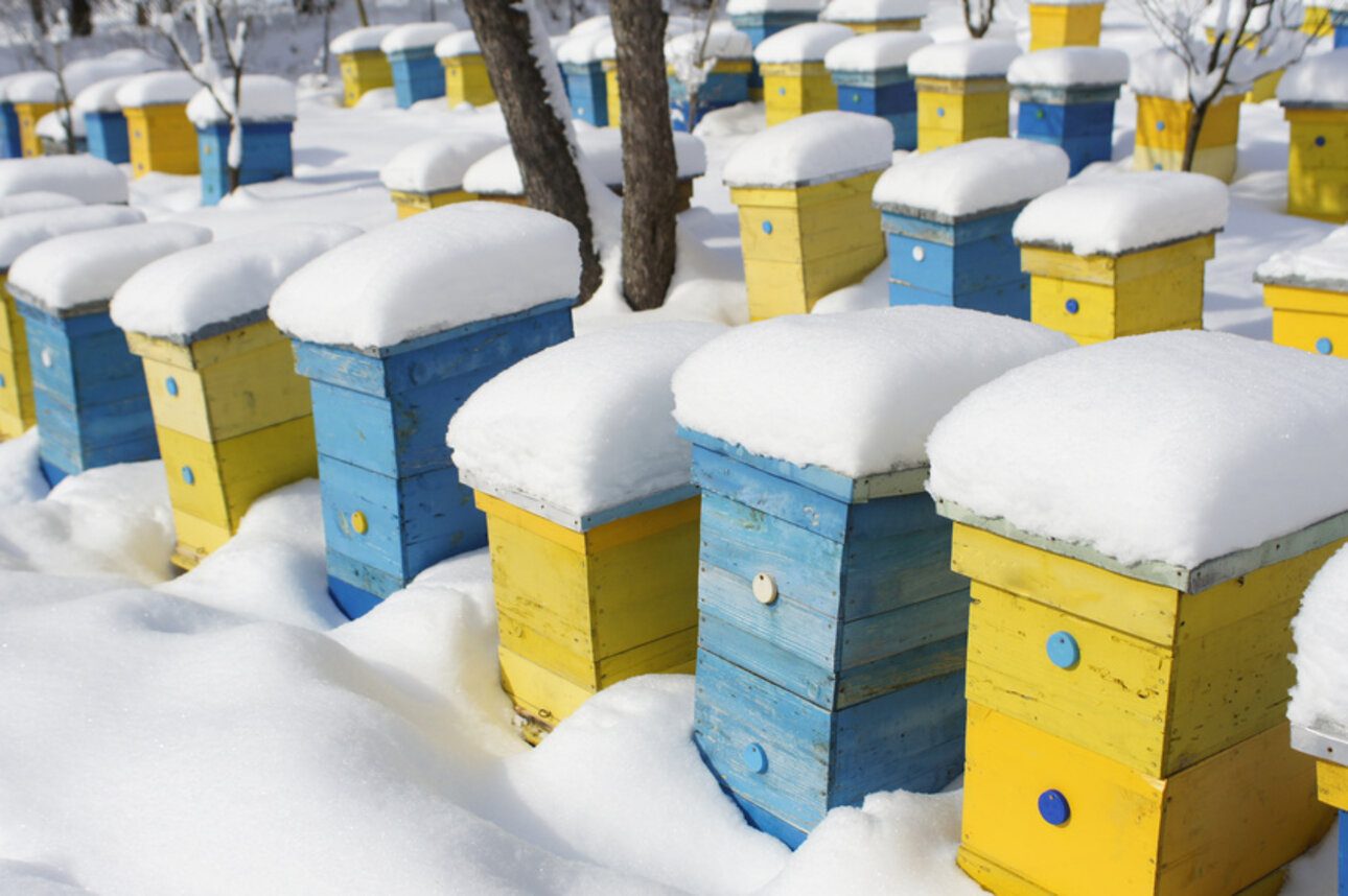 Frostige Temperaturen können den Bienen wenig anhaben. Sie halten sich gegenseitig warm.