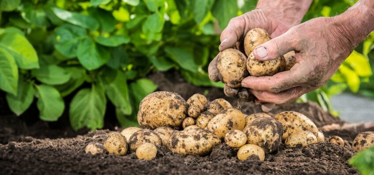 Kartoffeln wachsen in der Erde auch ohne tierische Düngemittel