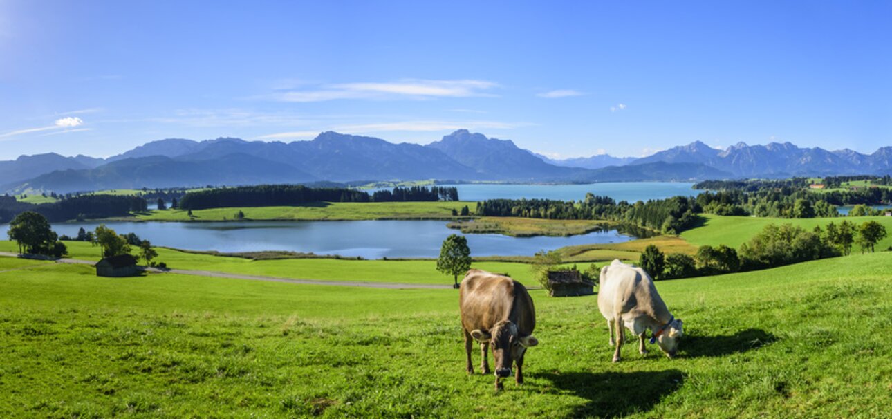 Bio-Bauern lassen ihre Kühe auf der Weide grasen. Copyright www.fotolia.de
