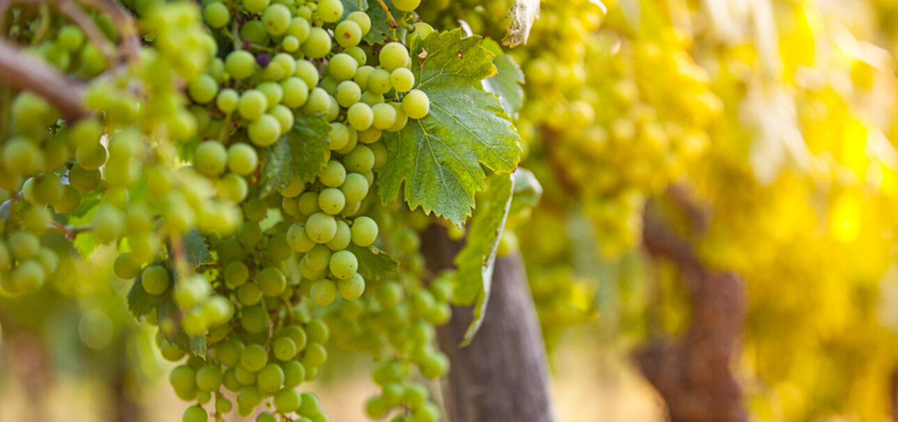 Pestizide aus dem Weinberg können auch im Wein landen. Copyright Lukas Gojda - Fotolia