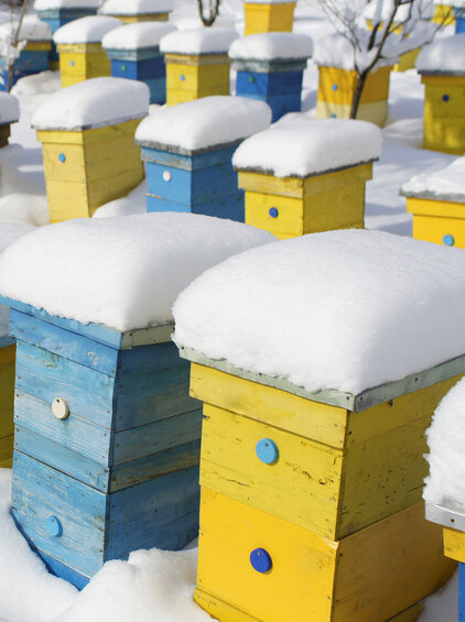 Frostige Temperaturen können den Bienen wenig anhaben. Sie halten sich gegenseitig warm.