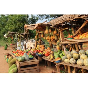 Zuckerrohr frisch Uganda