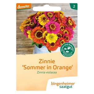 Zinnie `Sommer in Orange`