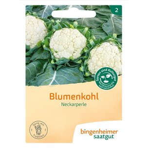 Blumenkohl Neckarperle