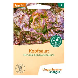Kopfsalat M. des q. saisons