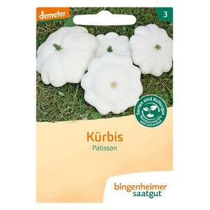 Kürbis Patisson - Custard White